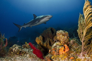 Reef Shark at Shark Paradise off the Bahamas by Steven Anderson 